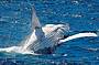 Whale watching