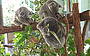 Koala Sleep time